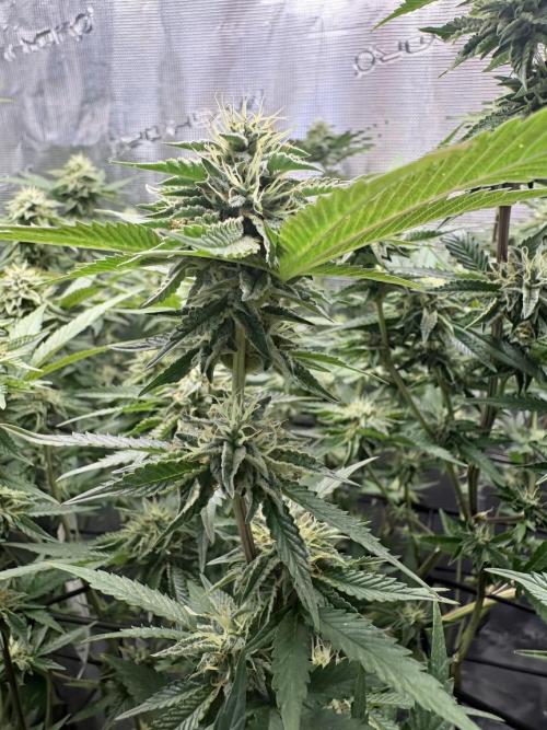 Coconut Cloud (BigMama Edition). Week 16