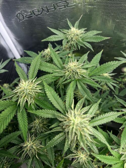 Coconut Cloud (BigMama Edition). Week 16
