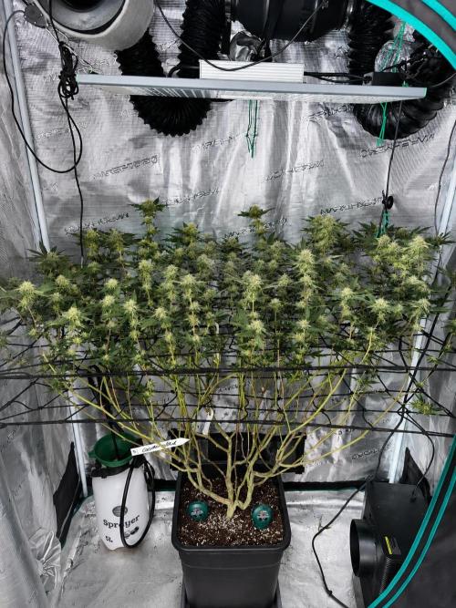 Coconut Cloud (BigMama Edition). Week 16