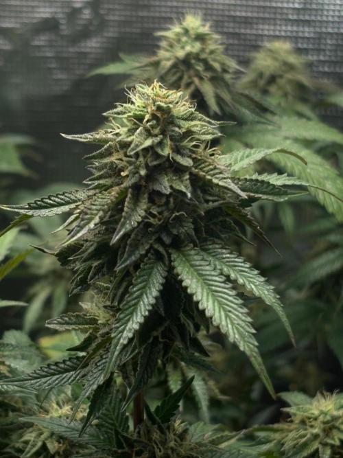 Coconut Cloud (BigMama Edition). Week 17