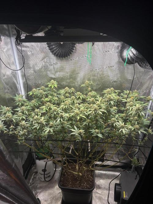 Coconut Cloud (BigMama Edition). Week 17