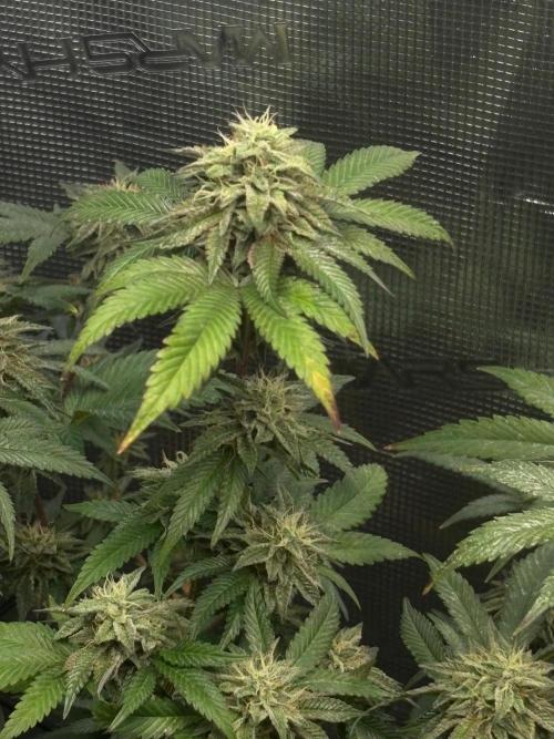 Coconut Cloud (BigMama Edition). Week 17