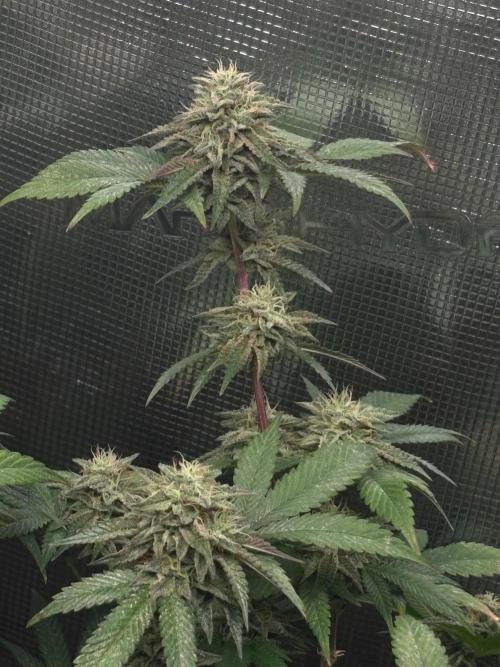 Coconut Cloud (BigMama Edition). Week 17