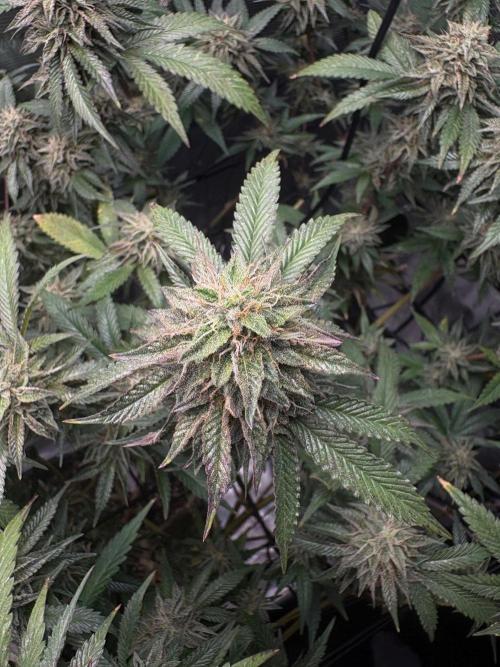 Coconut Cloud (BigMama Edition). Week 17