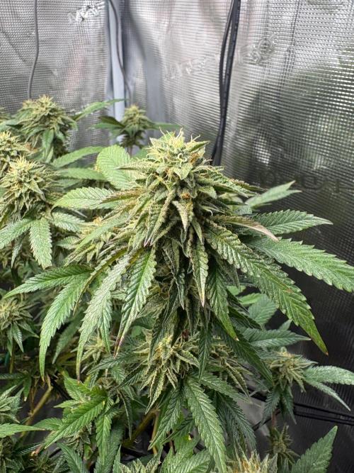 Coconut Cloud (BigMama Edition). Week 17