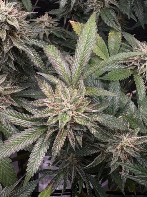 Coconut Cloud (BigMama Edition). Week 17