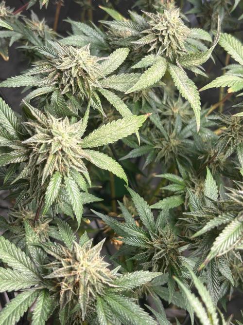 Coconut Cloud (BigMama Edition). Week 17