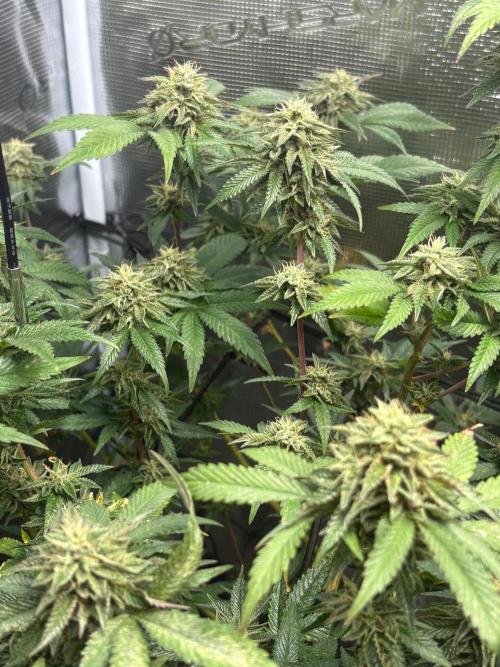 Coconut Cloud (BigMama Edition). Week 17