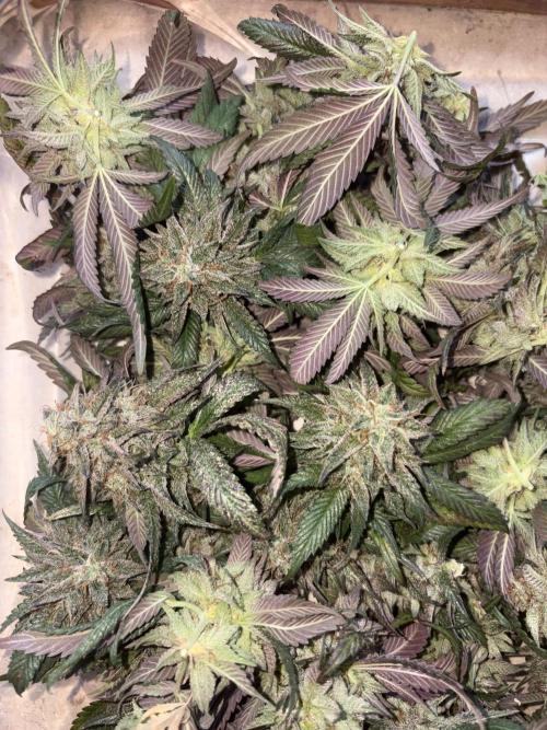 Coconut Cloud (BigMama Edition). Week 18