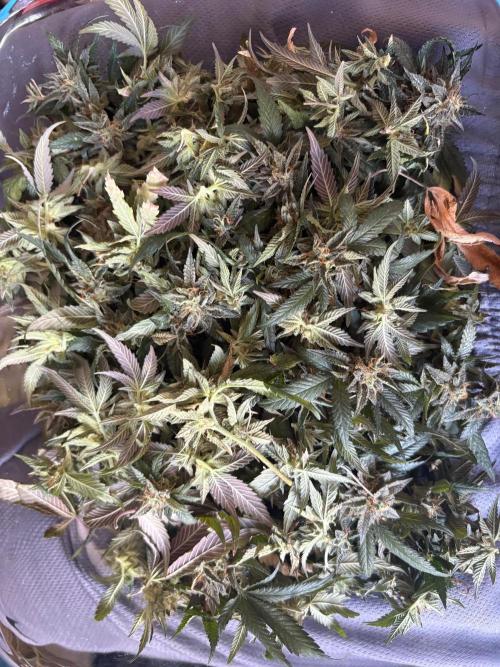 Coconut Cloud (BigMama Edition). Week 18