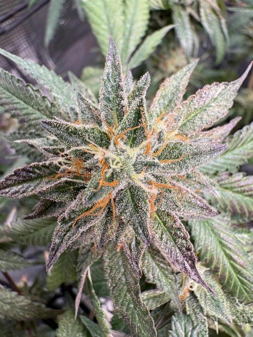 Coconut Cloud (BigMama Edition). Week 18