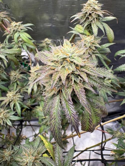 Coconut Cloud (BigMama Edition). Week 18