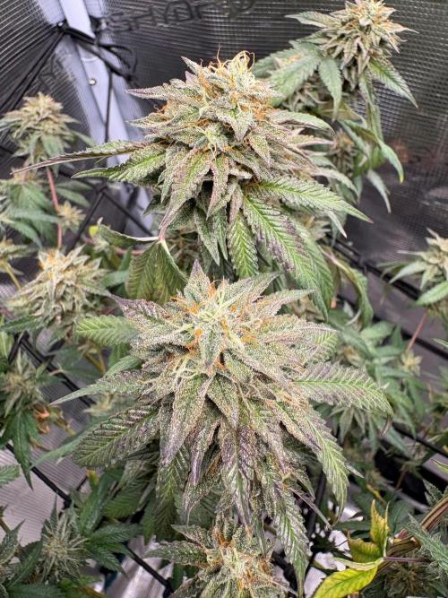 Coconut Cloud (BigMama Edition). Week 18