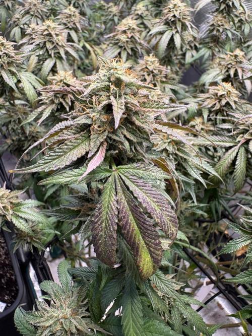 Coconut Cloud (BigMama Edition). Week 18