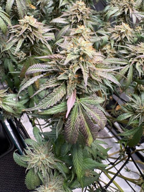 Coconut Cloud (BigMama Edition). Week 18