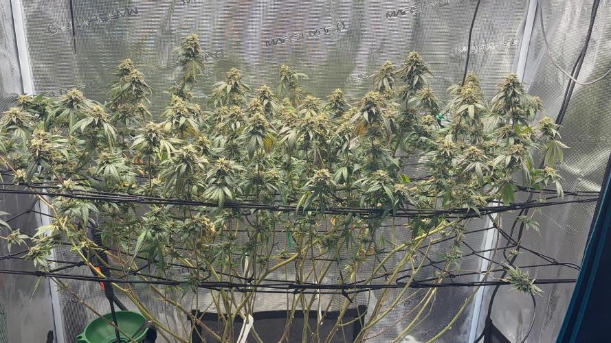 Coconut Cloud (BigMama Edition). Week 18