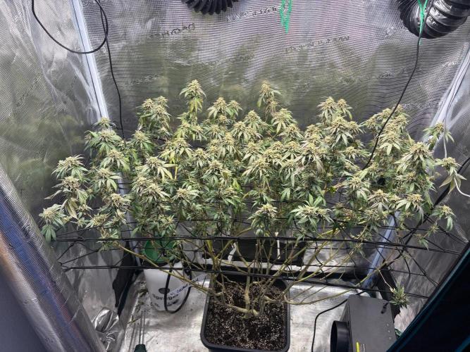 Coconut Cloud (BigMama Edition). Week 18