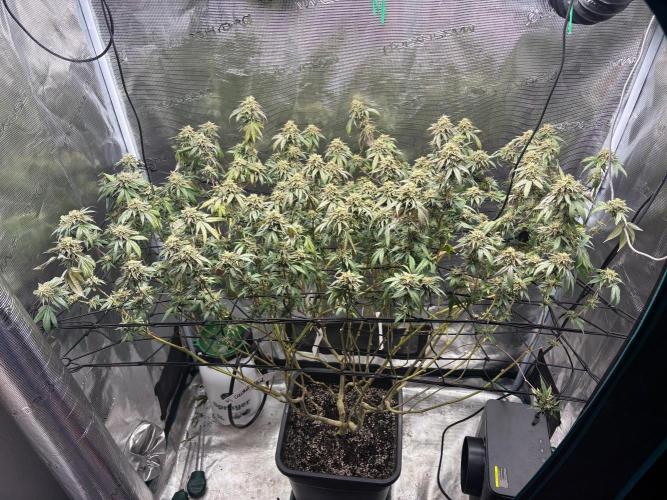 Coconut Cloud (BigMama Edition). Week 18