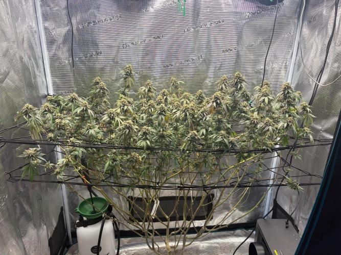 Coconut Cloud (BigMama Edition). Week 18