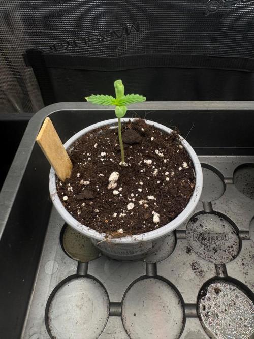 Gorilla Cookies Auto  Fastbuds. Week 1 - Tag 7