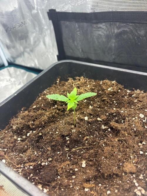 Gorilla Cookies Auto. Week 2