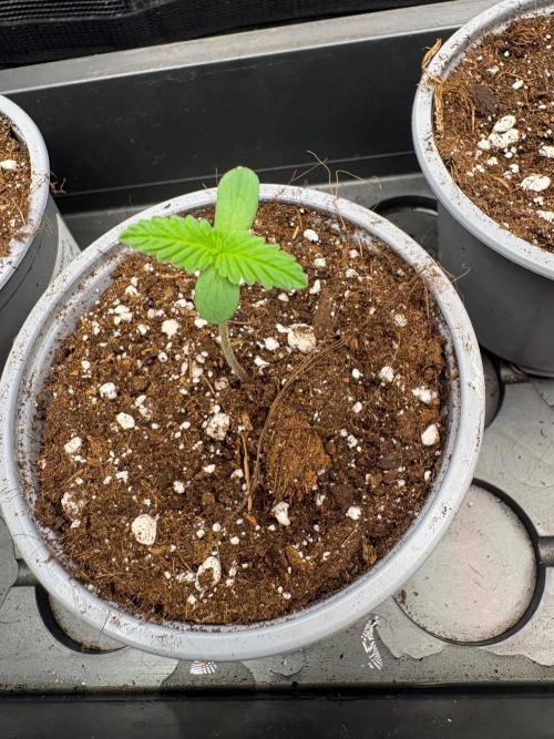 AUTO Orange (Bonus Pack). Week 1