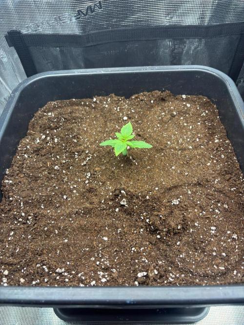 AUTO Orange (Bonus Pack). Week 2