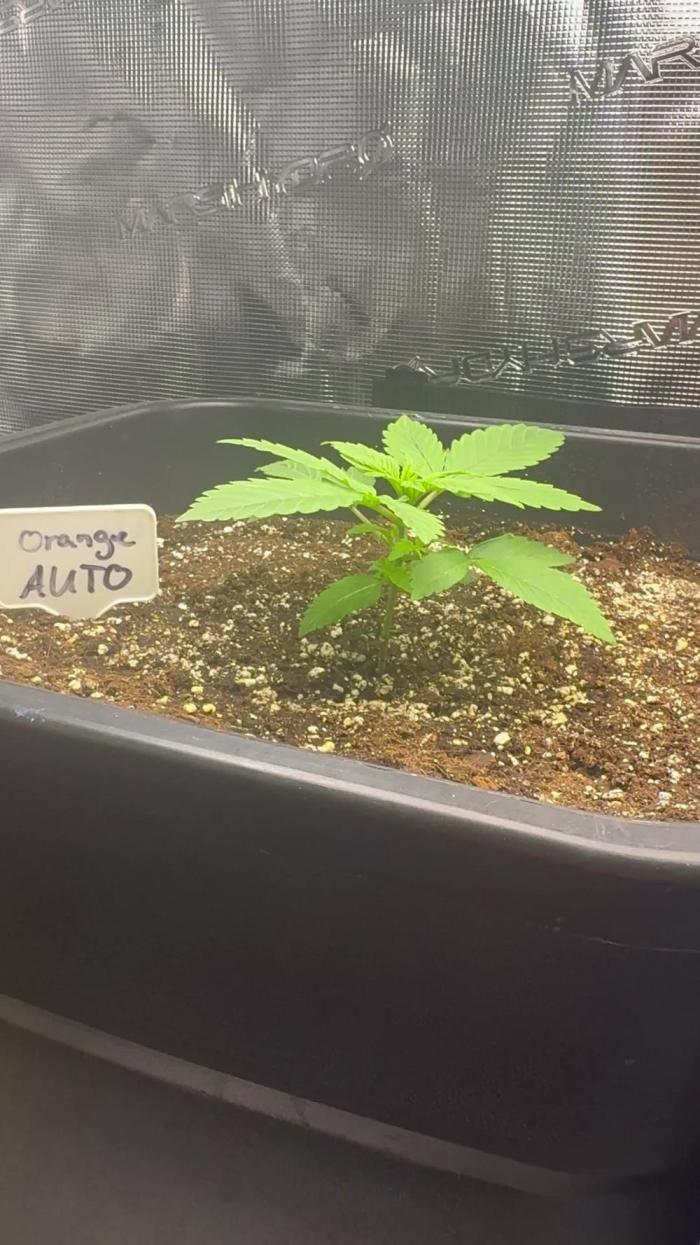 Plant photo