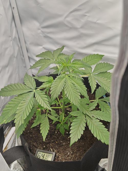 First Grow | Skywalker OG Auto. Week 5 - Tent filling out nicely
