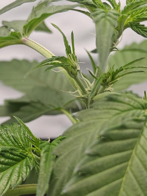 First Grow | Skywalker OG Auto. Week 5 - Flowering!