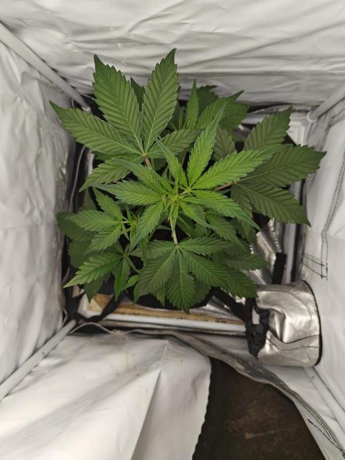 First Grow | Skywalker OG Auto. Week 5 - Overnight explosion!