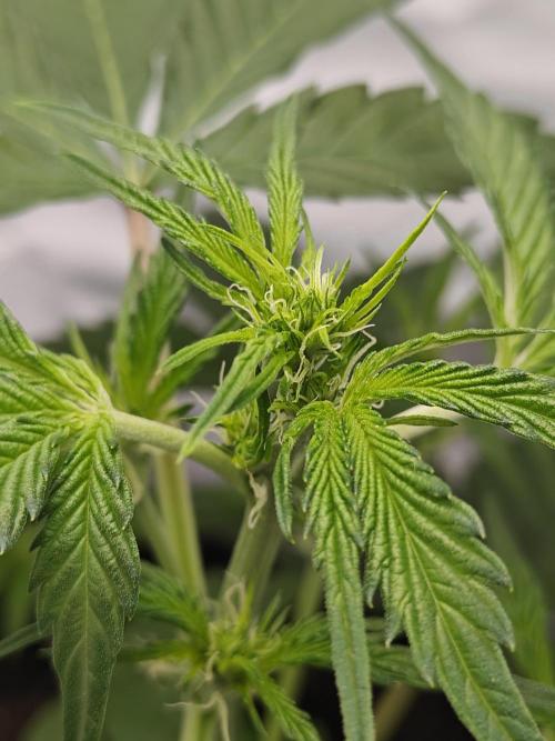 First Grow | Skywalker OG Auto. Week 5 - Smells great