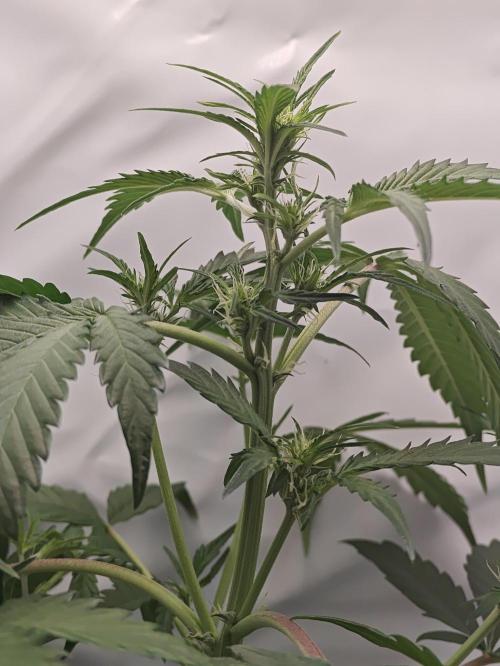 First Grow | Skywalker OG Auto. Week 6