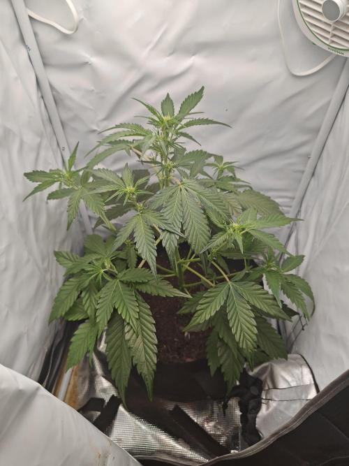First Grow | Skywalker OG Auto. Week 6