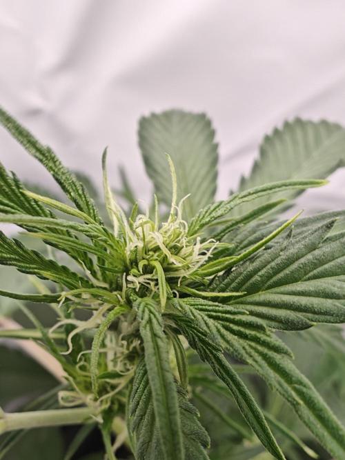 First Grow | Skywalker OG Auto. Week 6