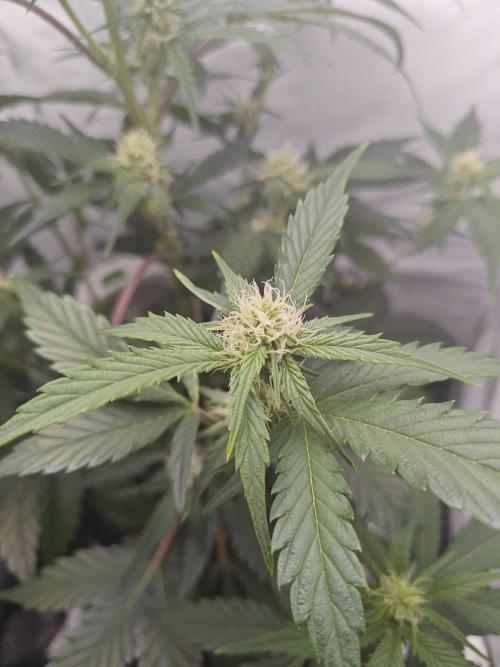 First Grow | Skywalker OG Auto. Week 7 - Buds are taking their time to form, but still popping up all over.