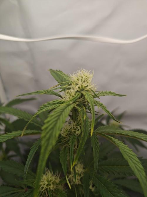 First Grow | Skywalker OG Auto. Week 7 - Nice big cluster of buds at the top