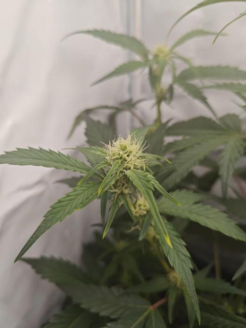 First Grow | Skywalker OG Auto. Week 7 - Side shoot