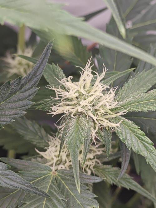 First Grow | Skywalker OG Auto. Week 7 - Lower bud sites