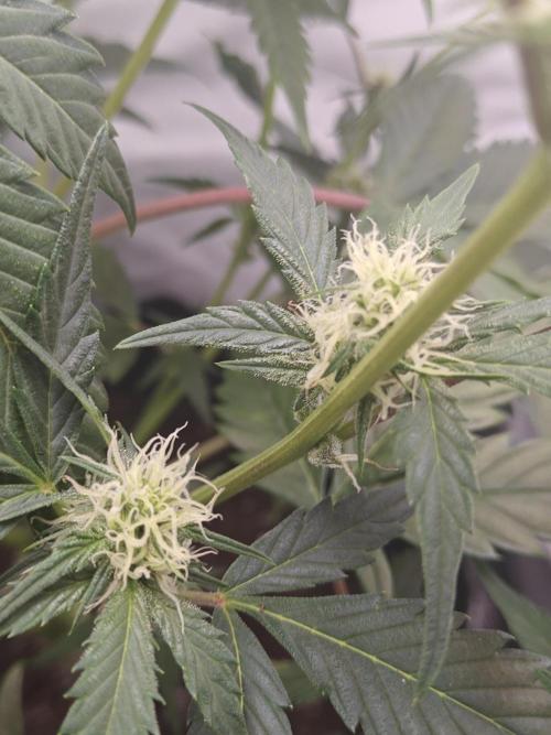 First Grow | Skywalker OG Auto. Week 7