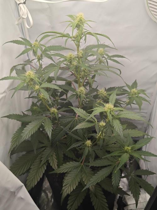 First Grow | Skywalker OG Auto. Week 7 - Not too bad for my first grow