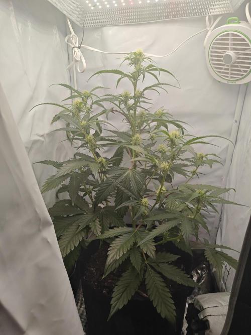 First Grow | Skywalker OG Auto. Week 7 - She should finish out really well