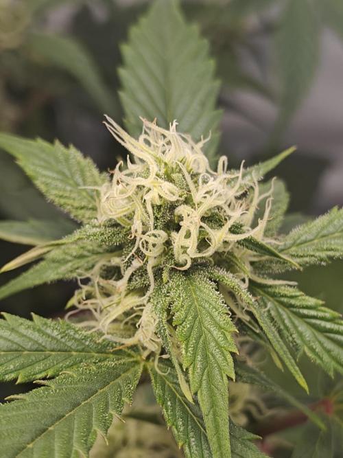 First Grow | Skywalker OG Auto. Week 8 - Starting to stack