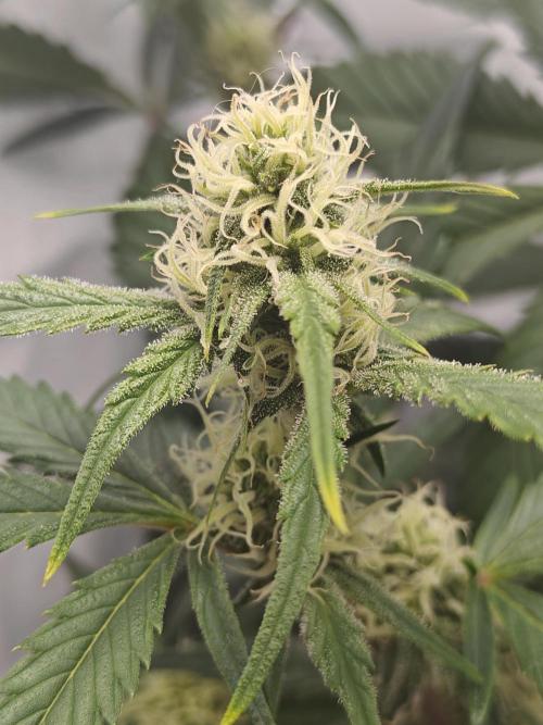 First Grow | Skywalker OG Auto. Week 8 - Yellowing tips probably just normal but I'll keep an eye out