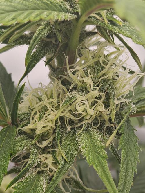 First Grow | Skywalker OG Auto. Week 8 - Nice lil cluster of buds!