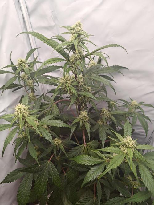 First Grow | Skywalker OG Auto. Week 8 - Nice and stalky plant 