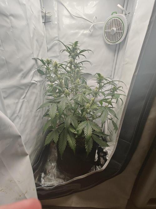 First Grow | Skywalker OG Auto. Week 8 - Didn't think it would get this big a few weeks ago 