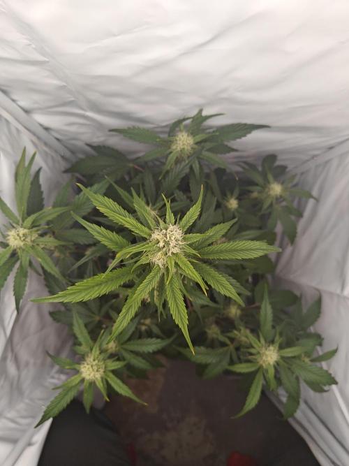 First Grow | Skywalker OG Auto. Week 8 - LST proves effective yet again