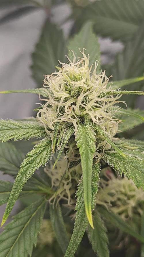 First Grow | Skywalker OG Auto