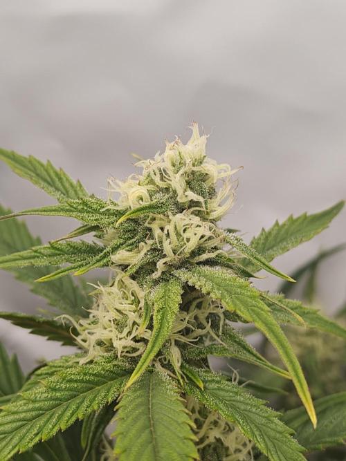 First Grow | Skywalker OG Auto. Week 8